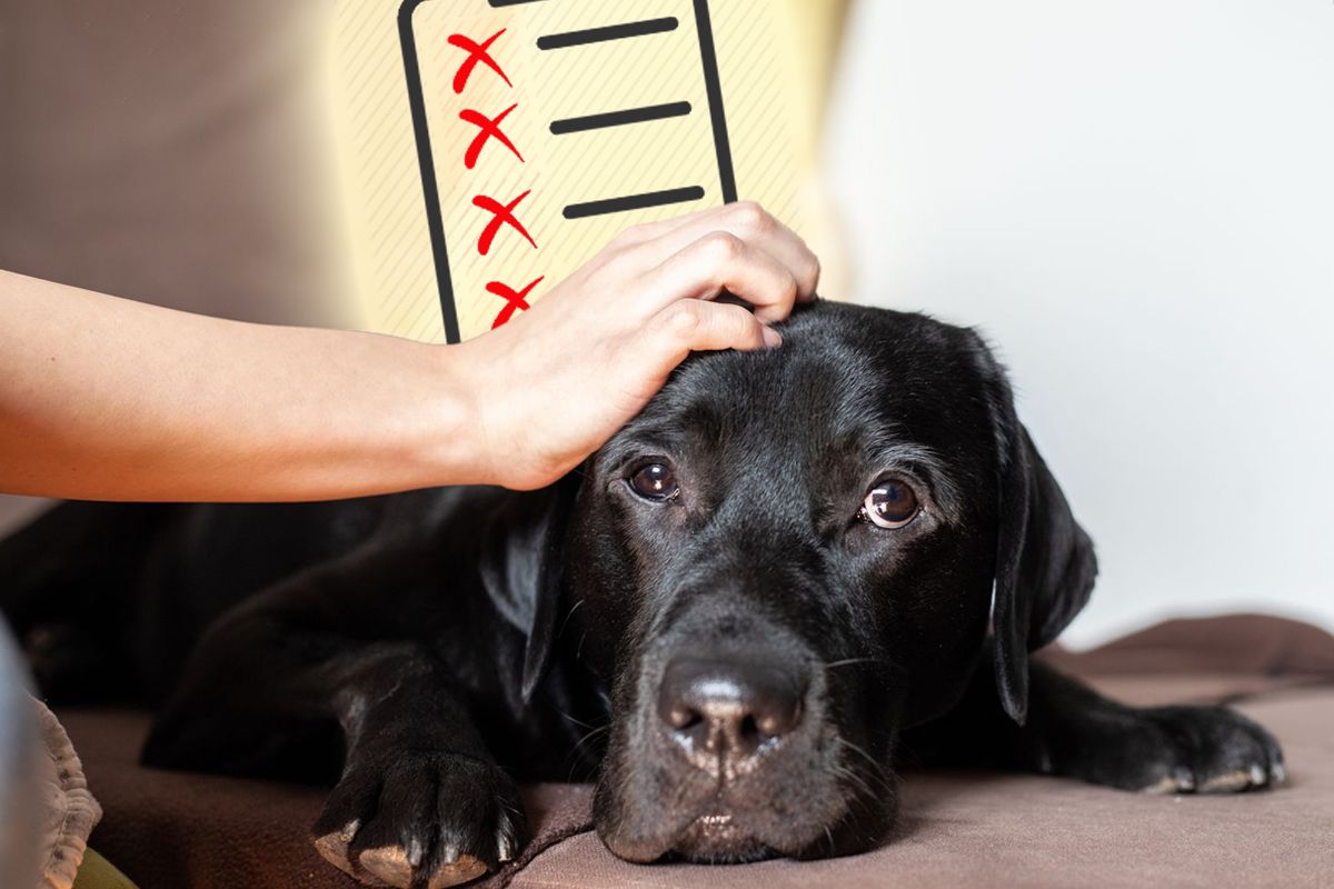 De ce nu este bine sa-ti mangai cinele pe cap. 4 motive care te vor face sa plangi