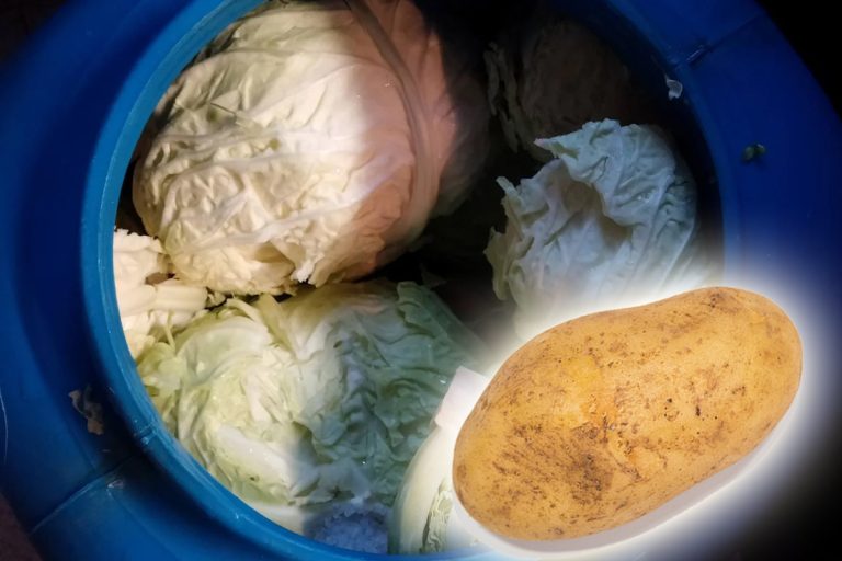 De ce să pui un cartof întreg în butoiul cu varză murată. Trucul simplu care rezolvă o problemă uriașă