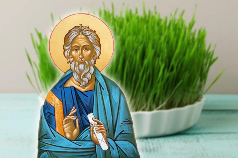 De ce se pune grâu la încolțit de Sfântul Andrei. De unde vine această tradiție