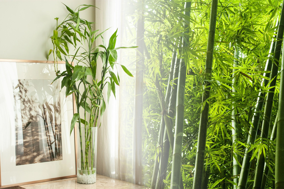 Locul din casă unde e bine să așezi bambusul, planta aducătoare de noroc. Atrage banii și armonia în viața ta