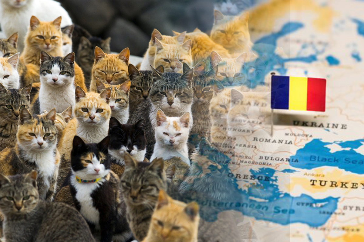 Motanul din Romania desemnat cel mai frumos din lume. Cum arata Elros, a fost ales din 500 de feline FOTO