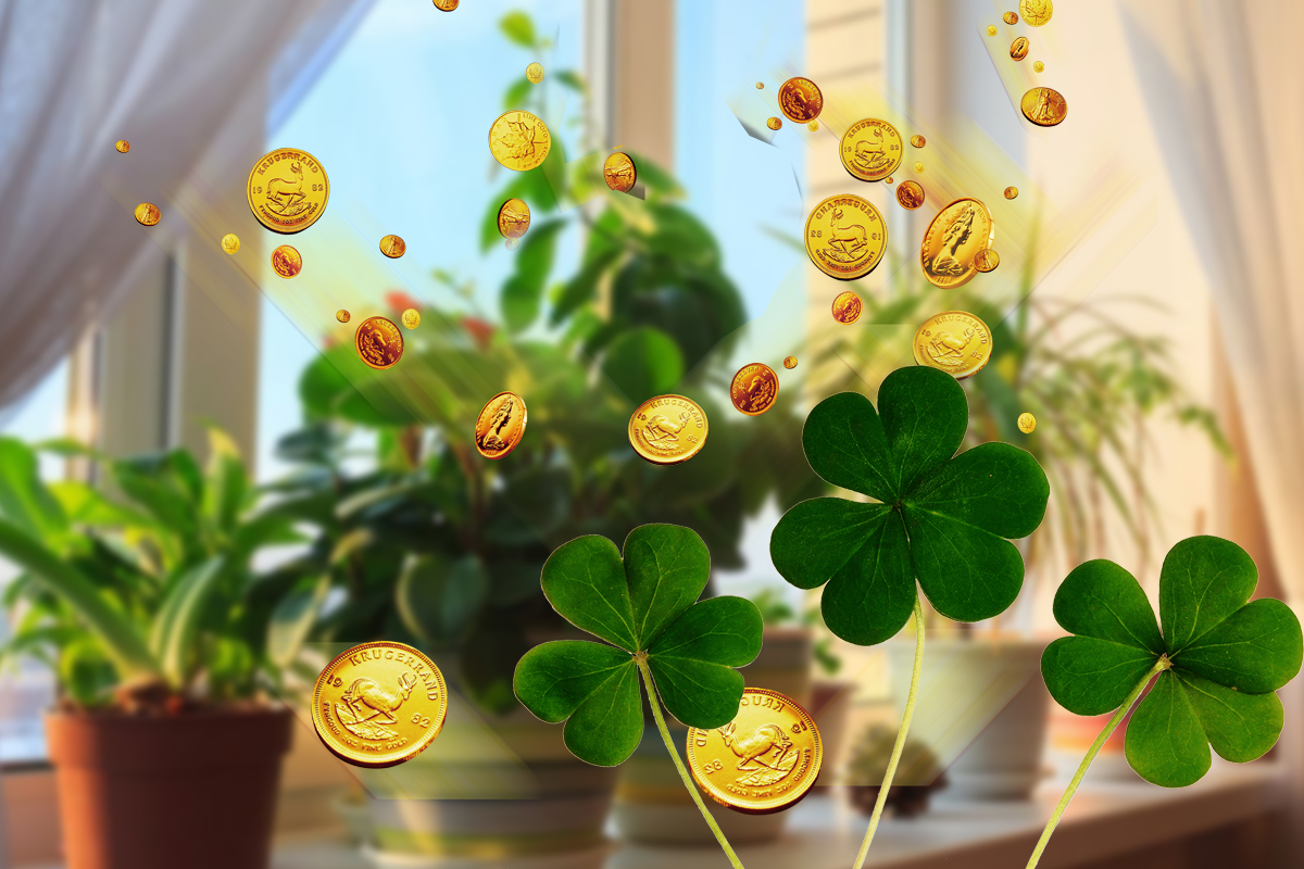 Planta speciala pe care trebuie sa o ai in casa in luna decembrie. Atrage banii si norocul in viata ta