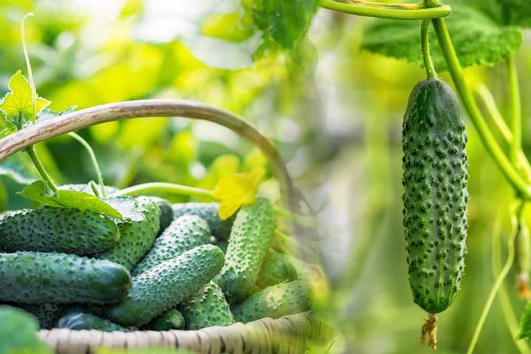 Regulile de aur ale grădinarilor pricepuți pentru recolte bogate de castraveți. Ține cont de ele toamna și primăvara