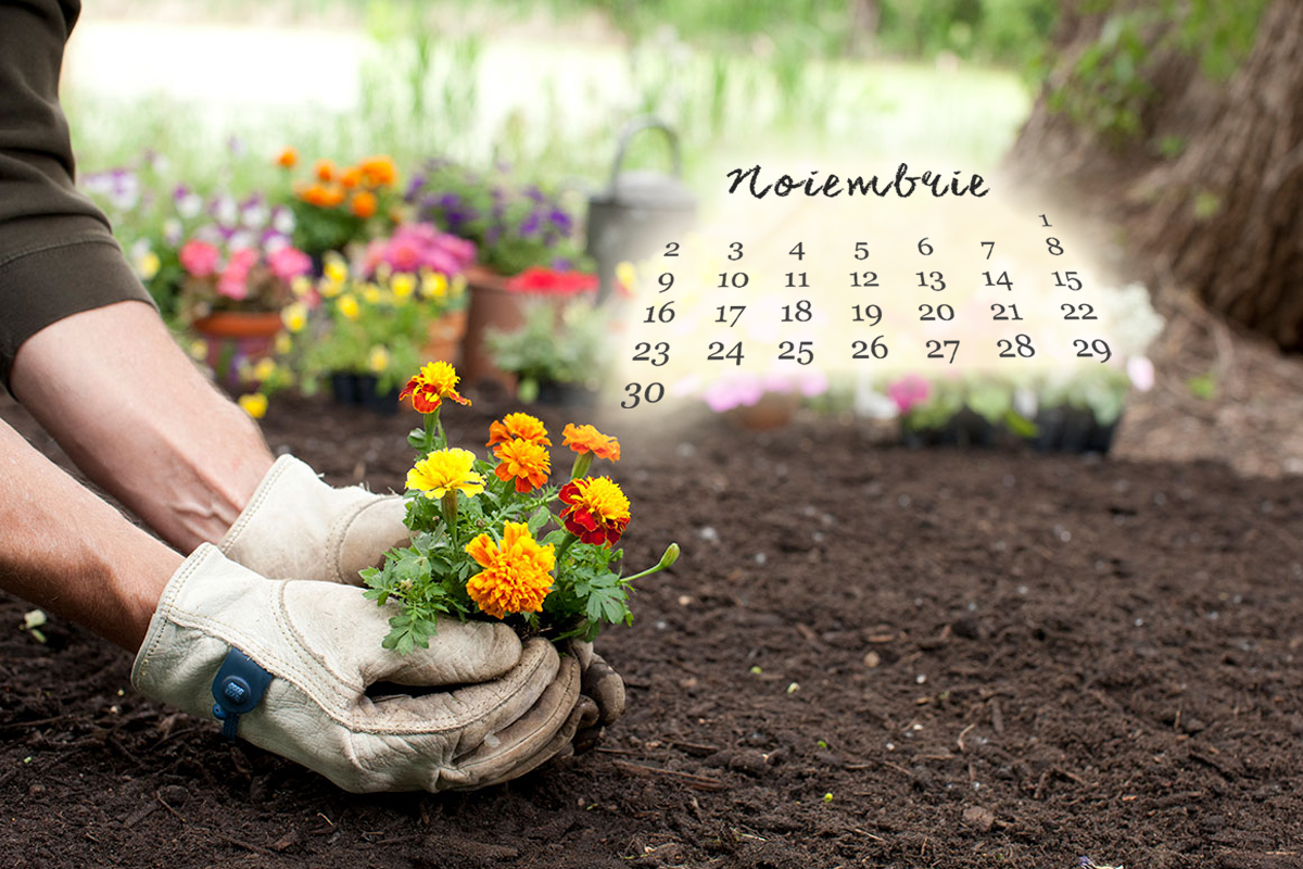 5 flori pe care sa le plantezi in noiembrie in gradina. Iti vor transforma curtea casei intr-un colt de rai