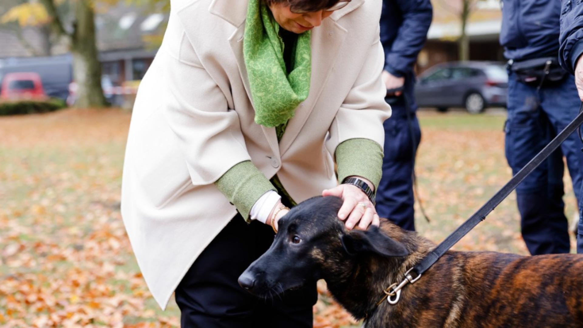 Motivul pentru care nu ar trebui să-ți mângâi niciodată câinele pe cap