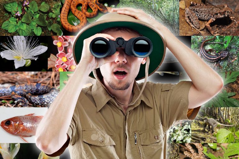 Animalul rar care a fost zărit în România. Nici specialiștii nu se așteptau să-l vadă în acest loc FOTO