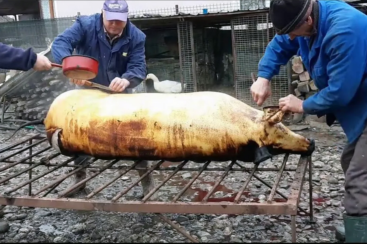 Cand se taie porcii de Craciun, de fapt