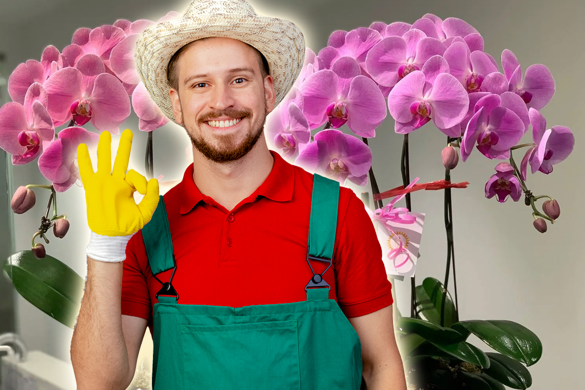 Ce trebuie sa faci sa infloreasca orhideea cat mai frumos. 4 sfaturi si trucuri folositoare de la gradinari