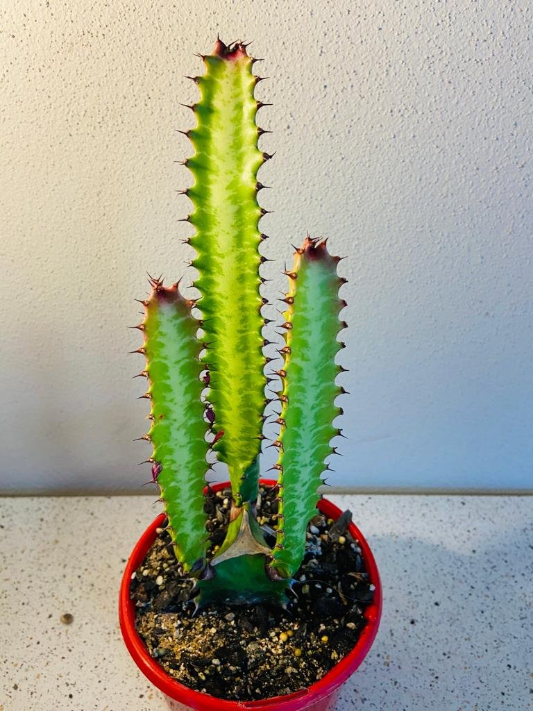 Cele 3 plante pe care sa le daruiesti de Craciun 1