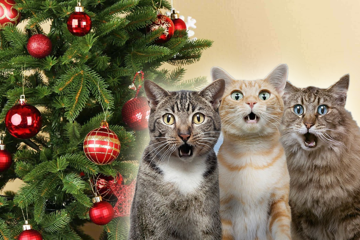 Cum poti sa tii departe pisica de bradul de Craciun