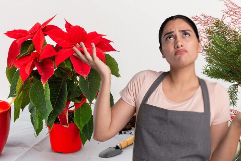 De ce cad frunzele Crăciunițelor. Greșeala pe care o fac multe gospodine