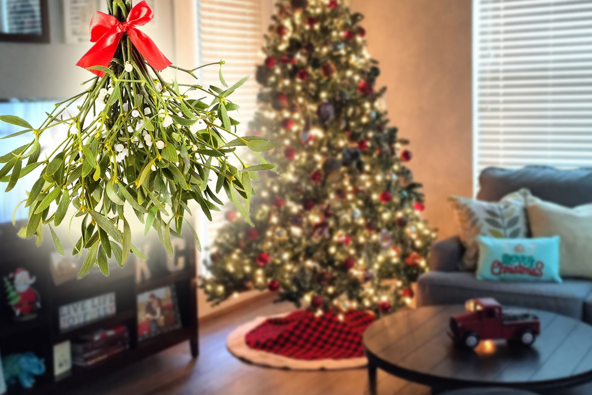 De ce este bine să pui crenguțe de vâsc în casă de Crăciun