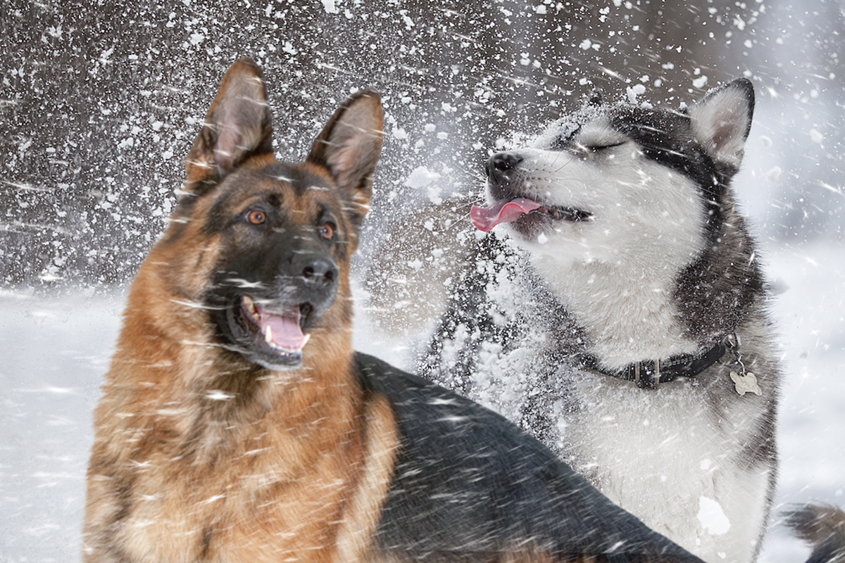 De ce să nu lași niciodată câinele să mănânce zăpadă. La ce pericol se poate expune