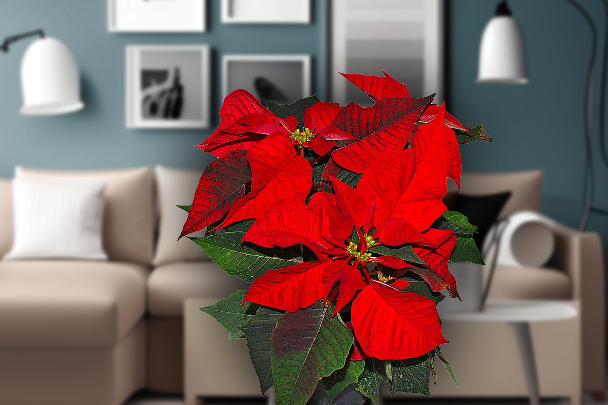 Locul din casa in care este bine sa pui Craciunita de Anul Nou. Asa vei atrage norocul si bunastarea