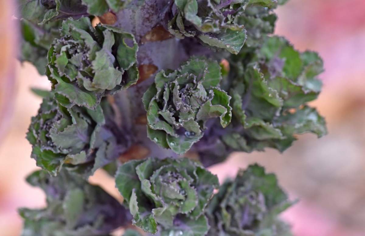 A aparut o noua leguma in pietele din Romania. Aspectul ei face furori, arata ca o varza si are gust de nuci