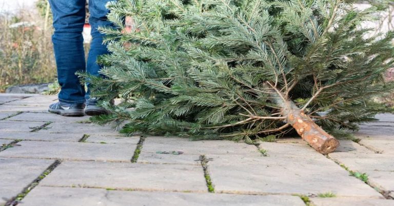 De ce să nu arunci bradul după sărbătorile de iarnă. E aur curat în casă, 4 trucuri fabuloase