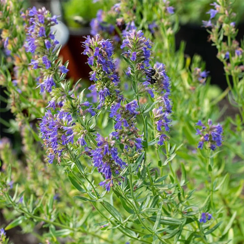 Planta din Biblie pe care trebuie să o ai în grădină. Când se cultivă pentru sporul casei