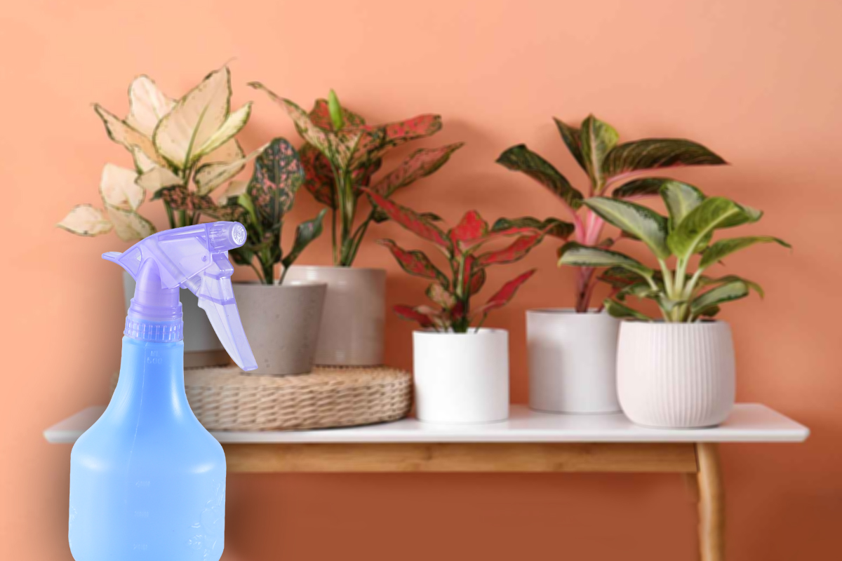 Amestecul din două ingrediente cu care să stropești florile din casă. Efect uluitor, vor înflori spectaculos