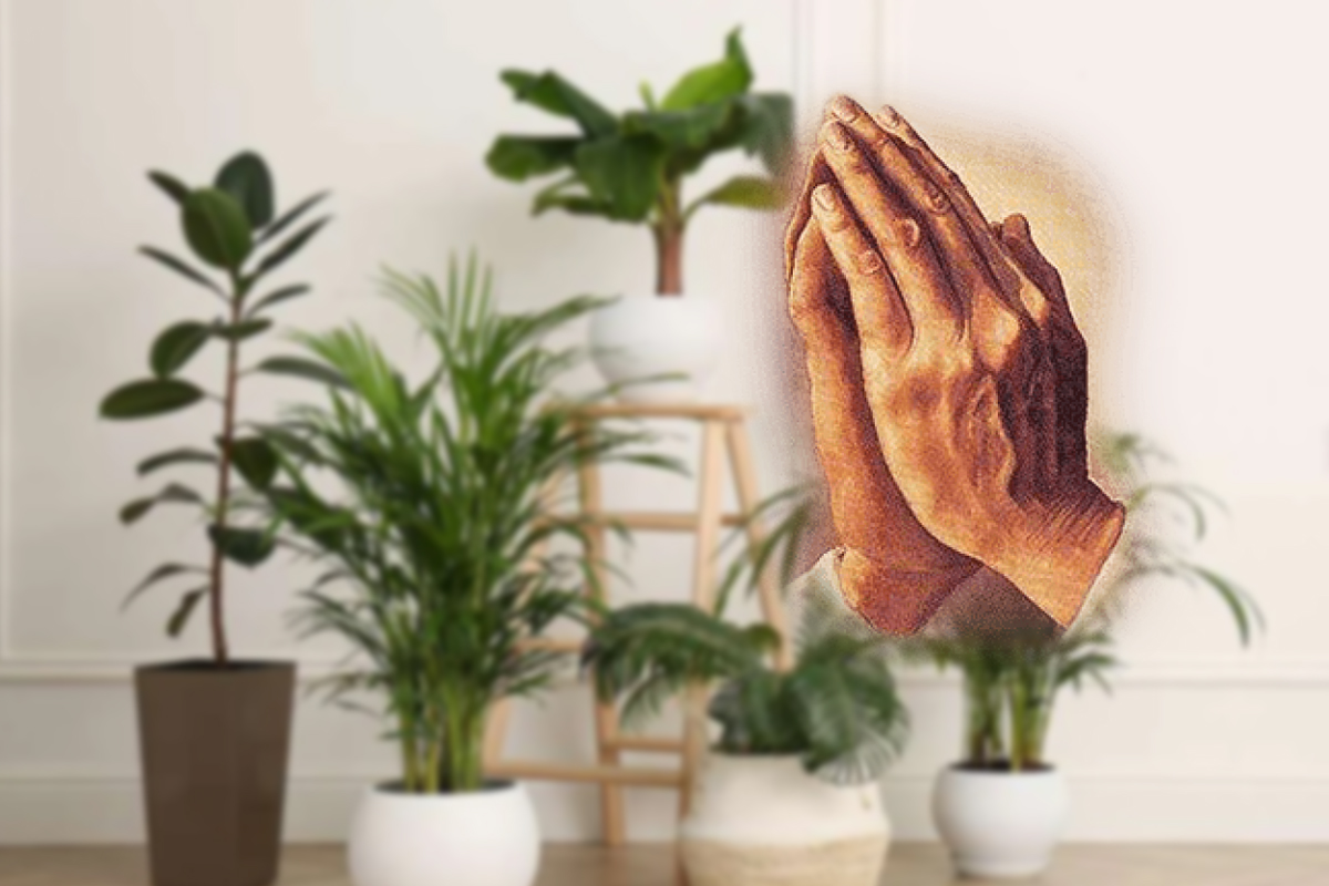 Cum arata Maranta, planta care se roaga pentru casa