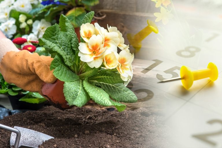 Flori care se plantează primăvara. Îți vor transforma grădina într-un colț de rai