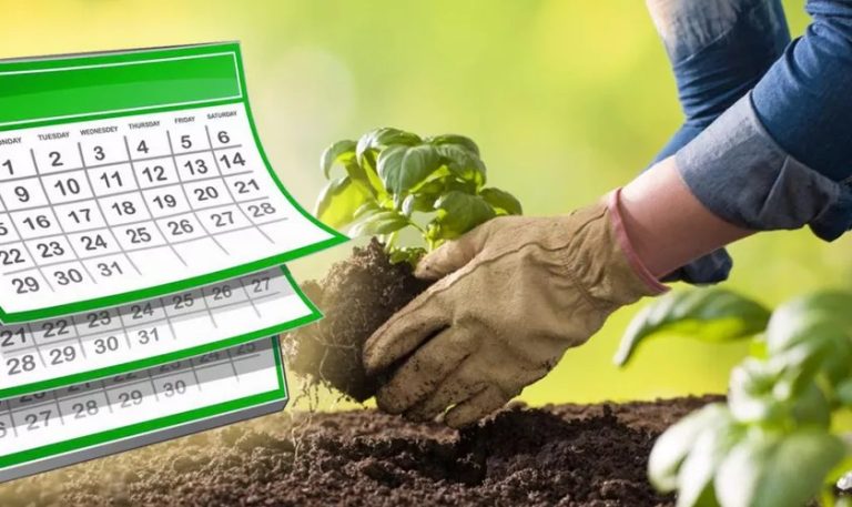 Plantele pe care să le cultivi în martie, în grădină. Lista secretă a grădinarilor pentru o recoltă bogată