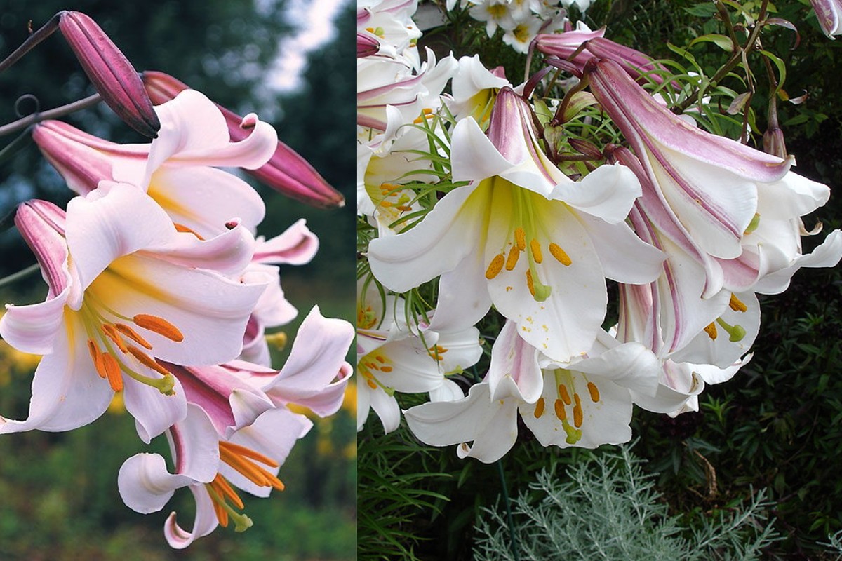 Semnificatia nebanuita a crinului in functie de culoare. Ce simbolizeaza aceasta floare parfumata, de fapt