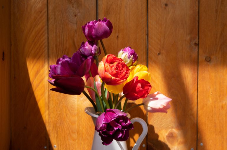 Cum pregătești lalelele, înainte de a le pune în vază. 7 trucuri care le vor ajuta să reziste mai mult timp