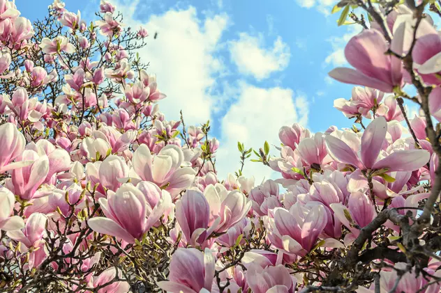 Semnificatia speciala a magnoliilor. De ce este bine să oferi aceste flori femeilor care au născut 