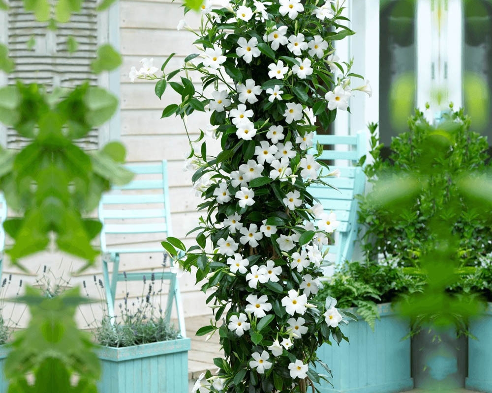 Top 5 cele mai frumoase plante cataratoare de balcon 1