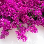 Top 5 cele mai frumoase plante cataratoare de balcon 4