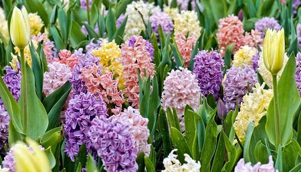 Ce să adaugi în apa zambilelor pentru a rezista mai mult în vază