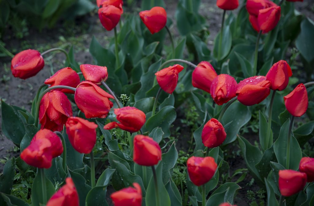 Cum pregătești lalelele, înainte de a le pune în vază