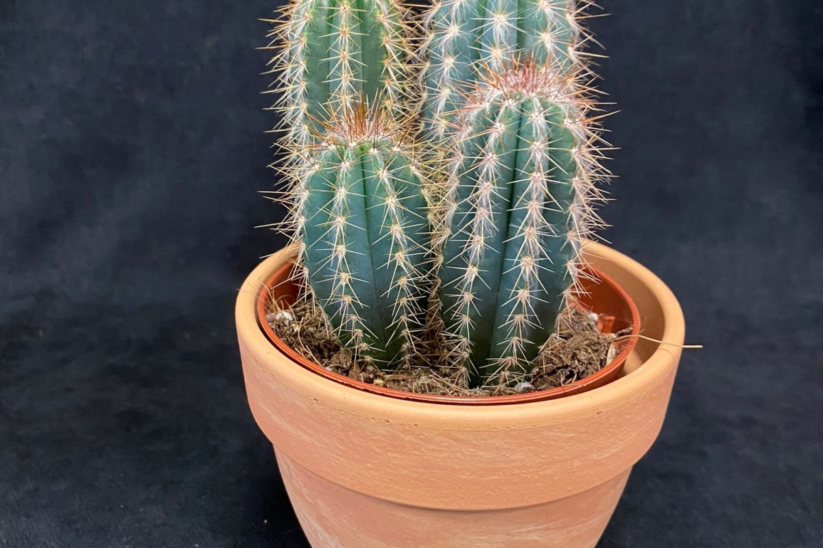 3 plante care aduc ghinion in casa 2