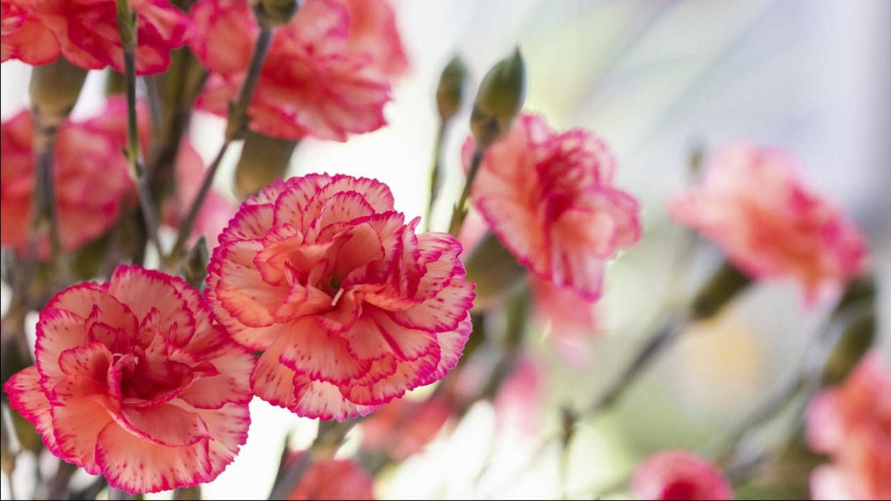 3 plante care aduc ghinion in casa