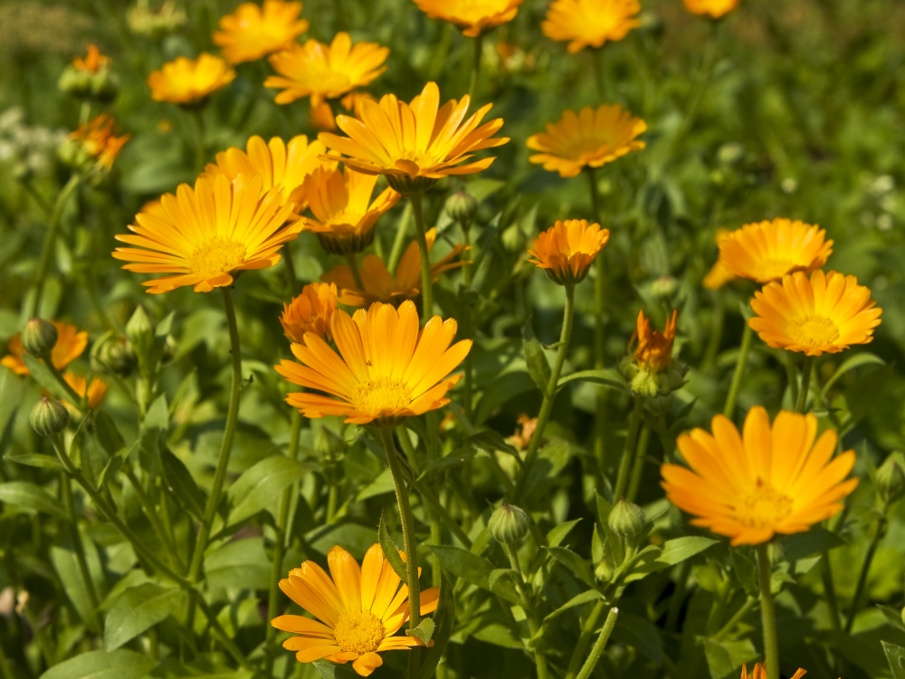 3 plante care atrag albinele in gradina ta 1