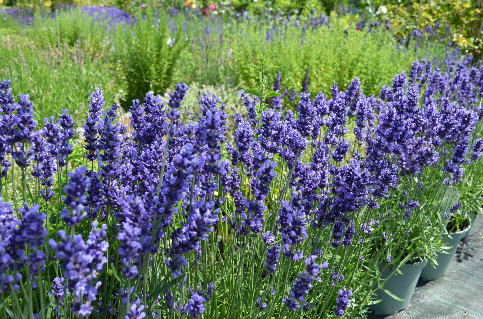 3 plante care atrag albinele in gradina ta