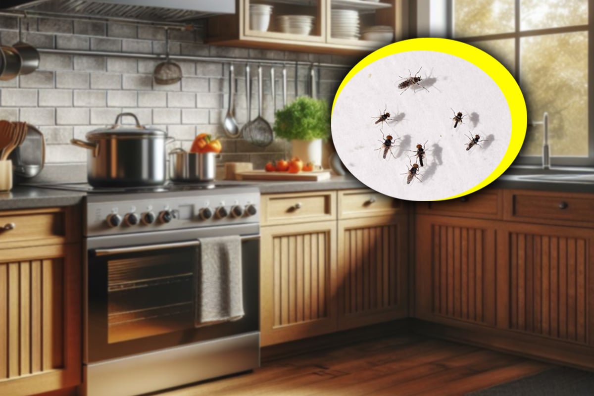 7 modalități simple și eficiente pentru a scăpa de musculițele din casă