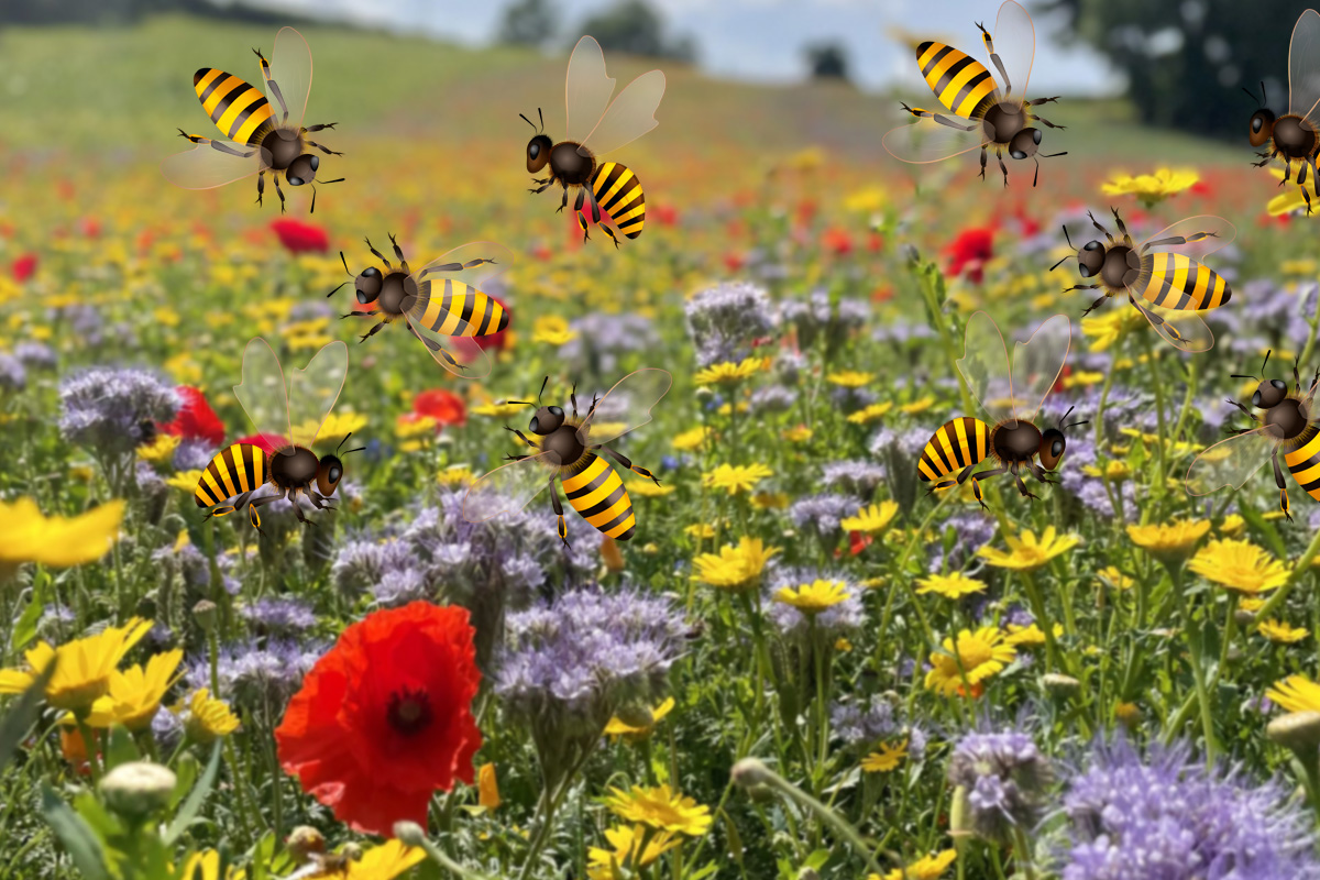 Ce este polenizarea buzz cu bondari, de fapt