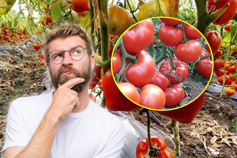 Ce fel de roșii să plantezi primăvara în grădină. Așa vei avea recolte duble și gustoase, toți vecinii te vor invidia