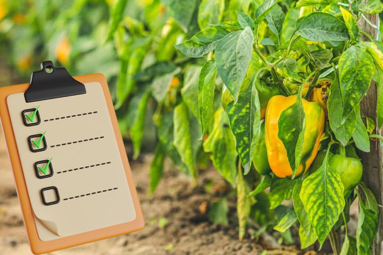 De ce îngălbenesc frunzele la ardei? Principala greșeală de evitat