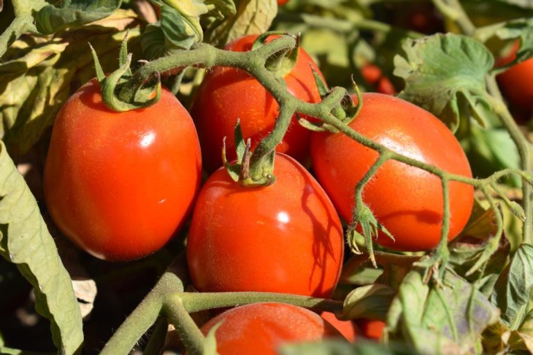 La cât timp se stropesc roșiile după plantare? Trucuri și sfaturi pentru o recoltă bogată