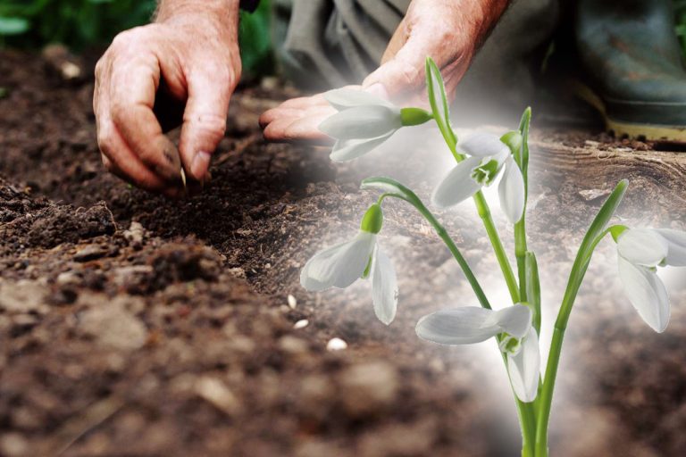 La ce distanță trebuie plantați ghioceii. Greșeli pe care să nu le faci, doar așa vor crește mari și frumoși în fiecare an