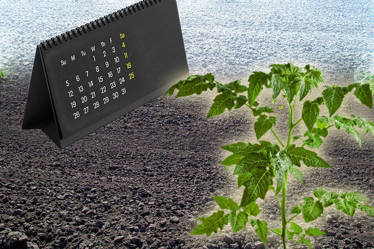 Perioada ideală în care trebuie să plantezi roșiile în grădină. Funcționează fără greș