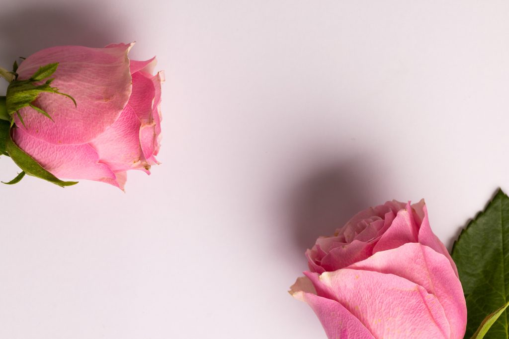 Ce semnificație au trandafirii roz