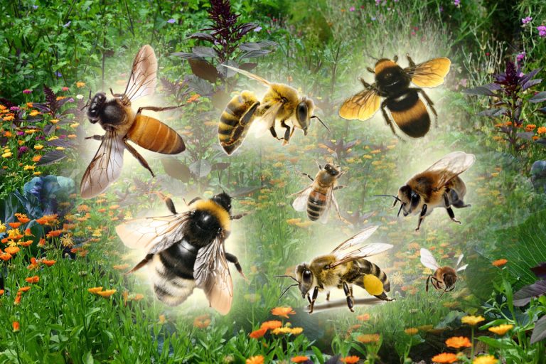 3 plante care atrag albinele în grădina ta. Sunt flori magnetice pentru polenizatori