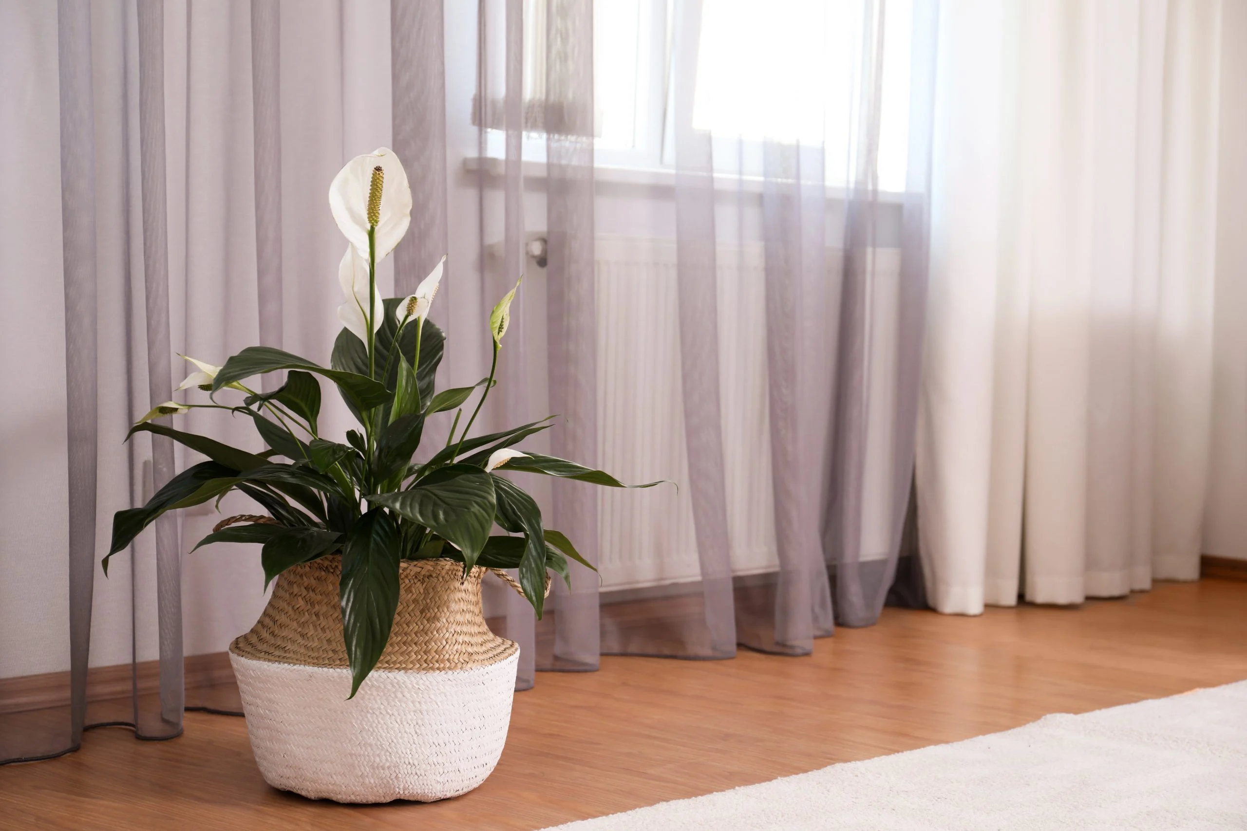 3 plante de apartament nepretentioase