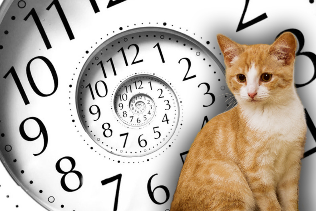 Câți ani trăiește pisica, de fapt. Are sau nu 9 vieți? Studiul specialiștilor arată clar