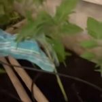 Ce face Andreea Marin seara in gradina casei sale 2