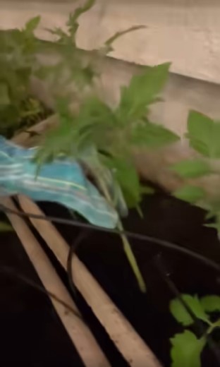 Ce face Andreea Marin seara in gradina casei sale 2