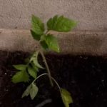 Ce face Andreea Marin seara in gradina casei sale 6